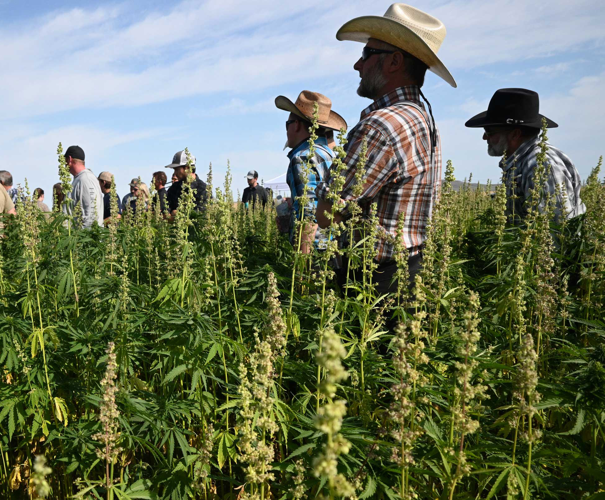 Hemp field workers